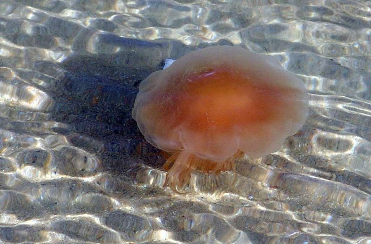 The lion’s mane jellyfish is one of the varieties of jellies you might find in Connecticut. Despite the warm weather, jellyfish haven’t yet been found in large numbers in the region.
