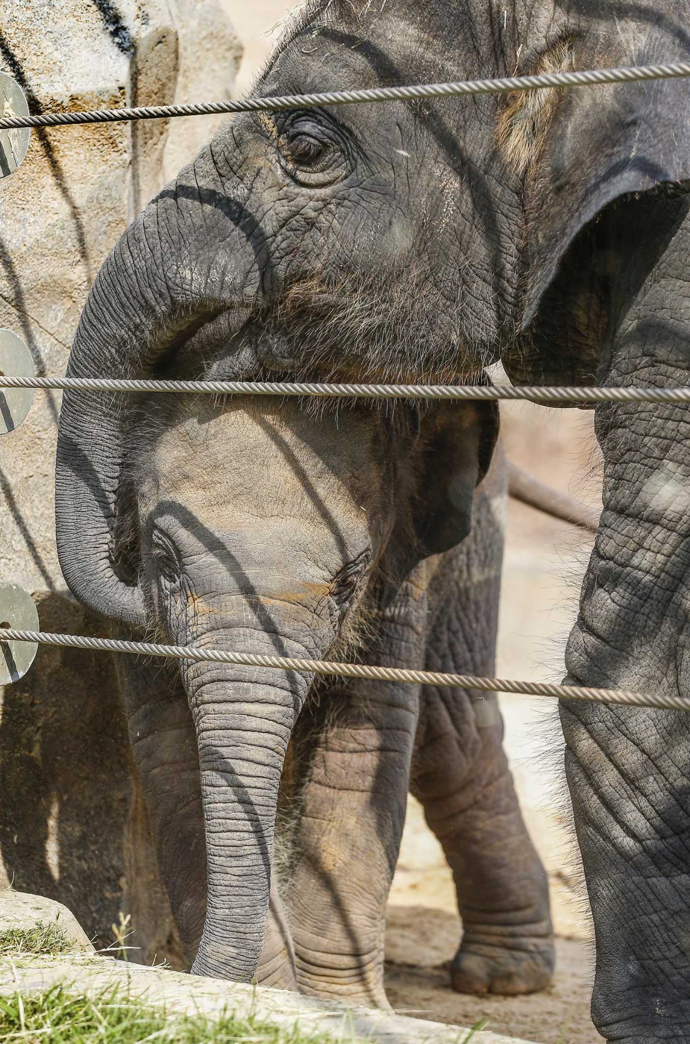 Joy, one of Houston Zoo's baby elephants, has recovered from a