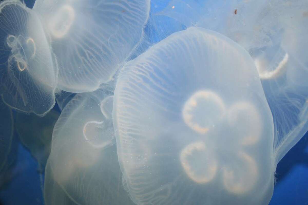 The moon jellyfish is one of the varieties of jellies you might find in Connecticut. Despite the warm weather, jellyfish haven’t yet been found in large numbers in the region.