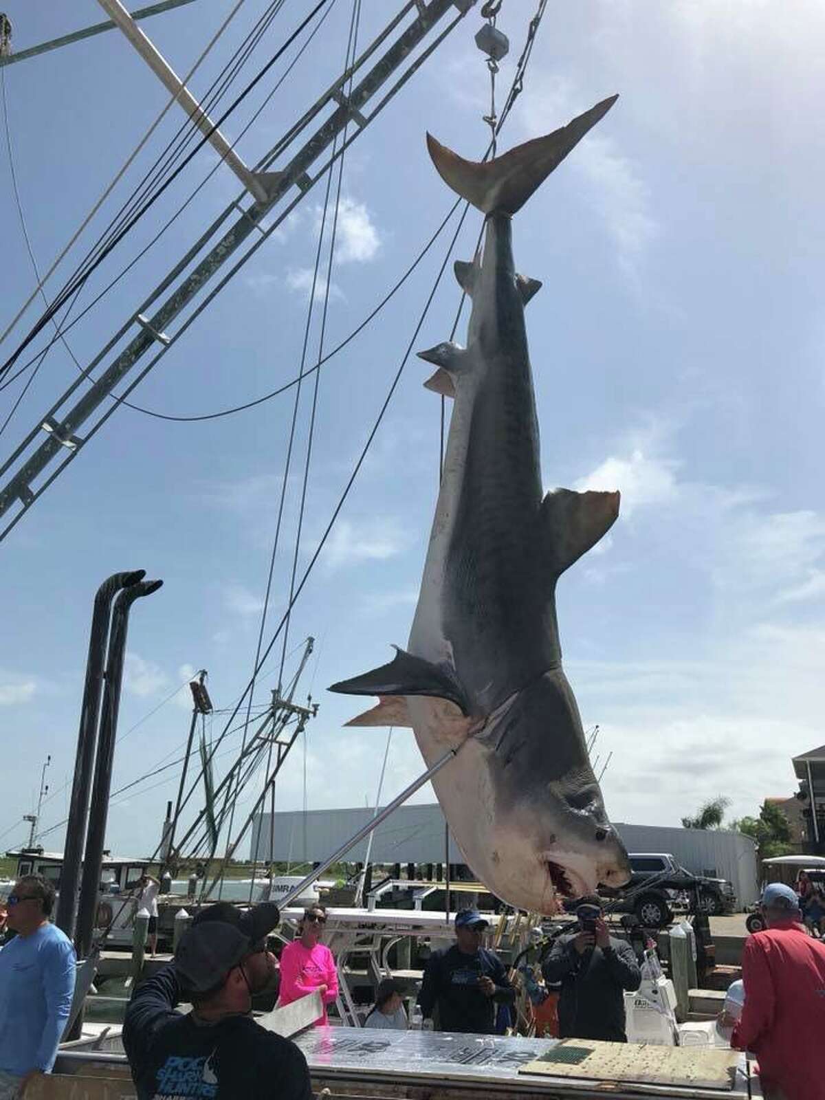 A team of anglers participating in a Port O'Connor fishing tournament reeled in a 12-foot tiger shark on Saturday. Keep clicking to see some of the record fish caught in Texas.