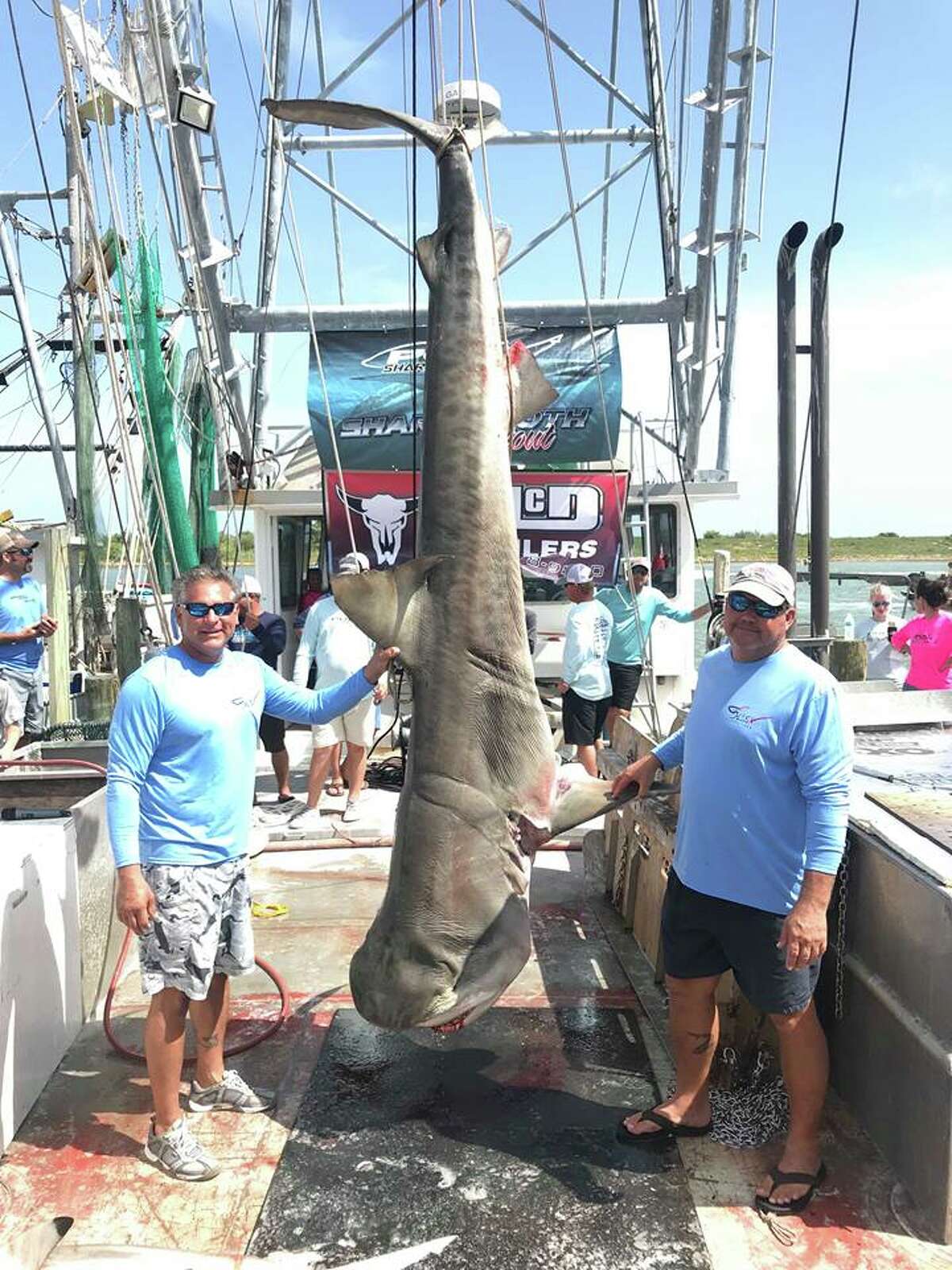 A team of anglers participating in a Port O'Connor fishing tournament reeled in a 12-foot tiger shark on Saturday, Aug. 4, 2018.
