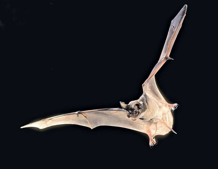 According to the Hays County Sheriff's Office, the student harbored a rabid bat in their pocket jacket Oct. 26 while on campus at Sycamore Springs Elementary School in the 14000 block of Sawyer Ranch Road. Photo: The Bat Conservation International / THE WASHINGTON POST