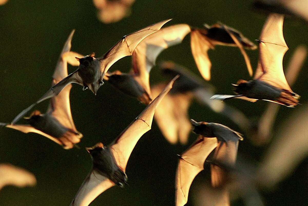 S.A.’s Common Critters Mexican freetailed bats are the global icons you should come