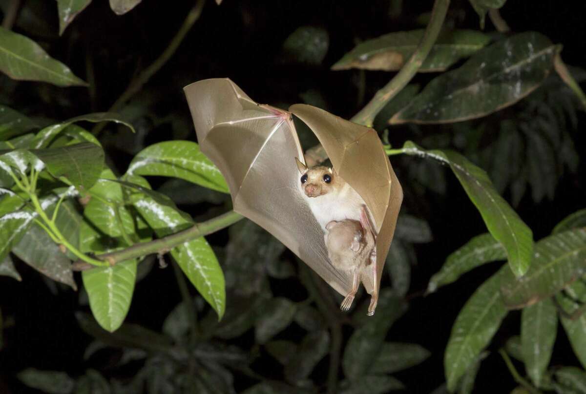 HendraThis disease infects large fruit bats which pass it on to horses and horses then infect humans. Fever, cough, sore throat, headache and tiredness are common symptoms, according to the health department in Australia.