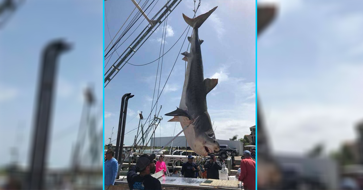 Shark galveston encounter beach