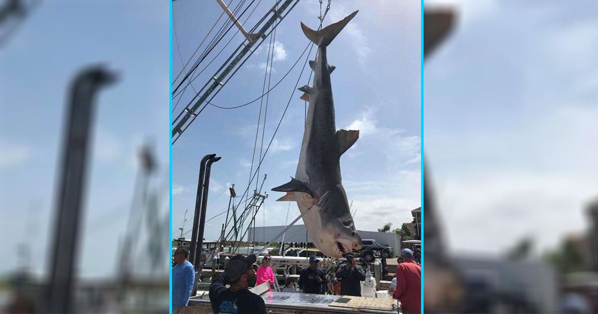 Massive shark caught off Texas coast