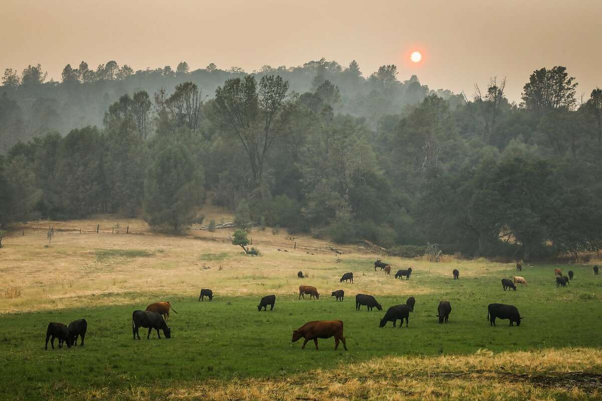 Cows graze under a smoky sunset while the Carr Fire burns nearby in Igo, California, on Saturday, July 28, 2018.