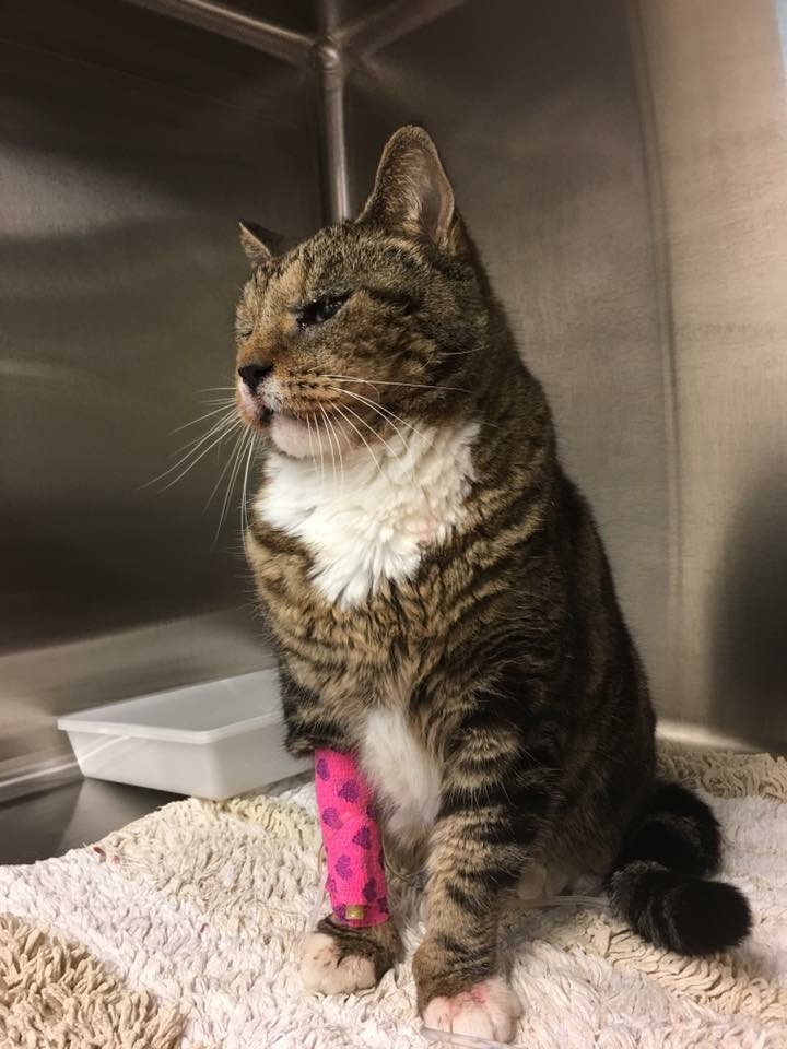 ralphie the rat cat toy