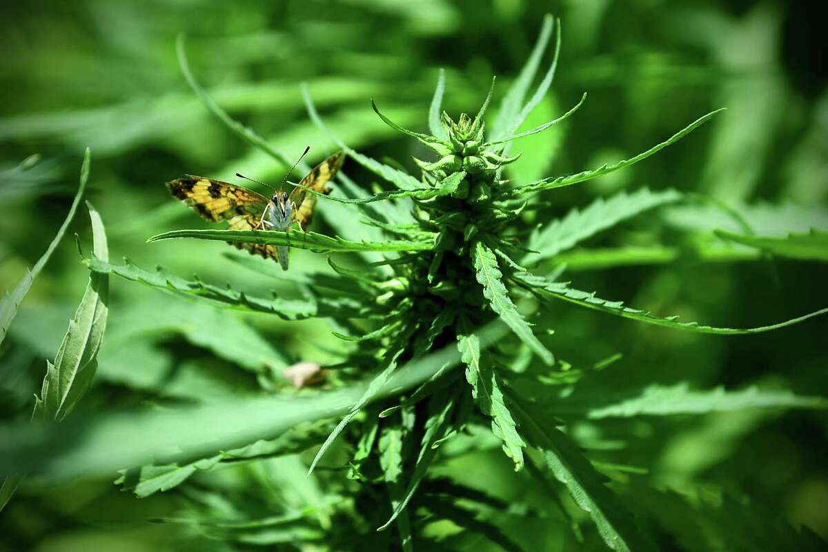 17 percent of Greenwich ninth graders knew how to find marijuana.