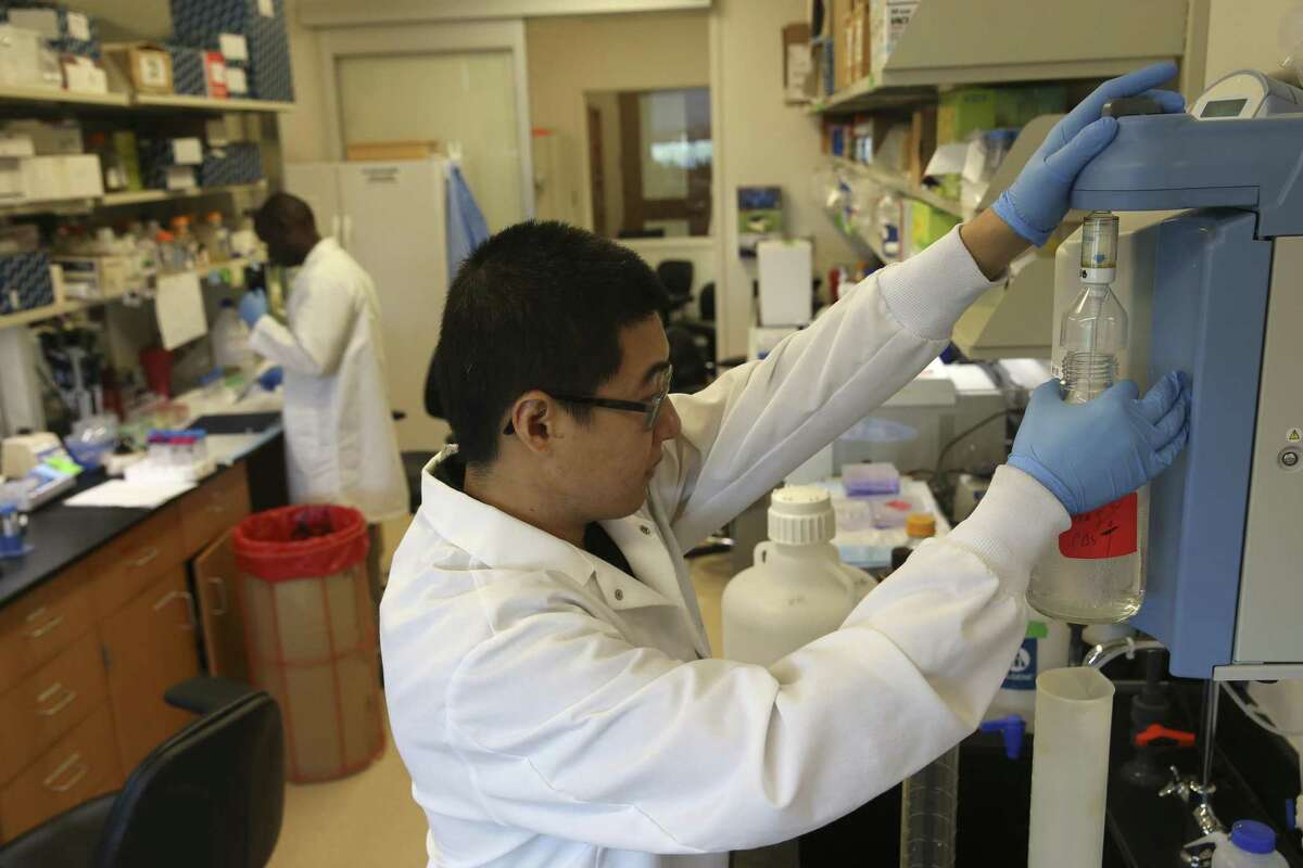 Doctoral candidate Siqi Gong works in a lab at Texas Biomedical Research Institute in this Aug. 7 photo.