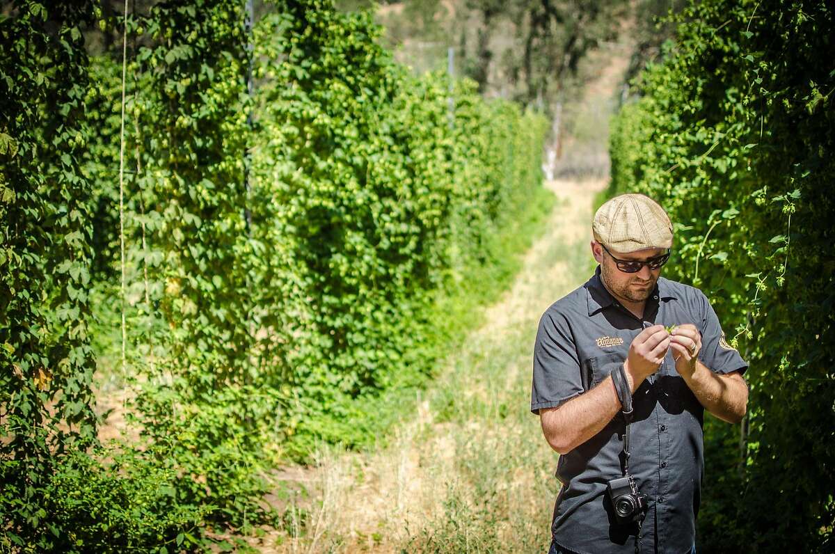 Jesse Friedman of Almanac beer examines a hop flower at Hops-Meister Farm in Clear Lake.