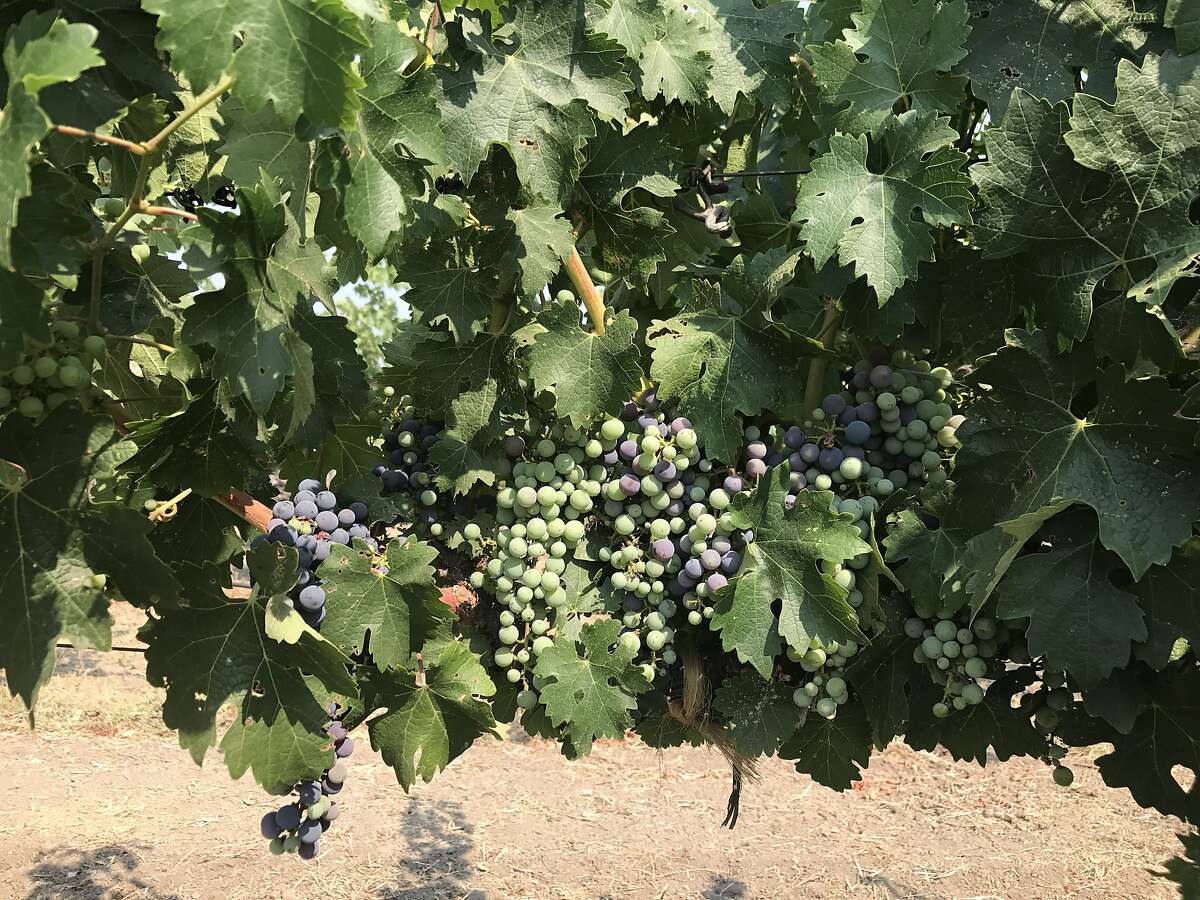 Cabernet Sauvignon grapes in the middle of veraison at Corison winery in St. Helena