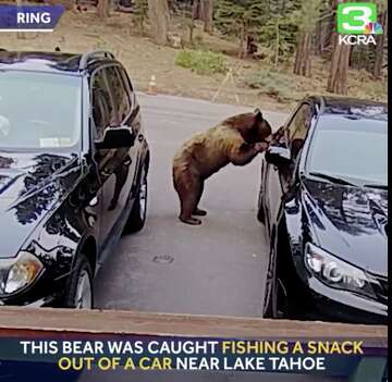 Video Captures Tahoe Bear Casually Opening Car Door Stealing