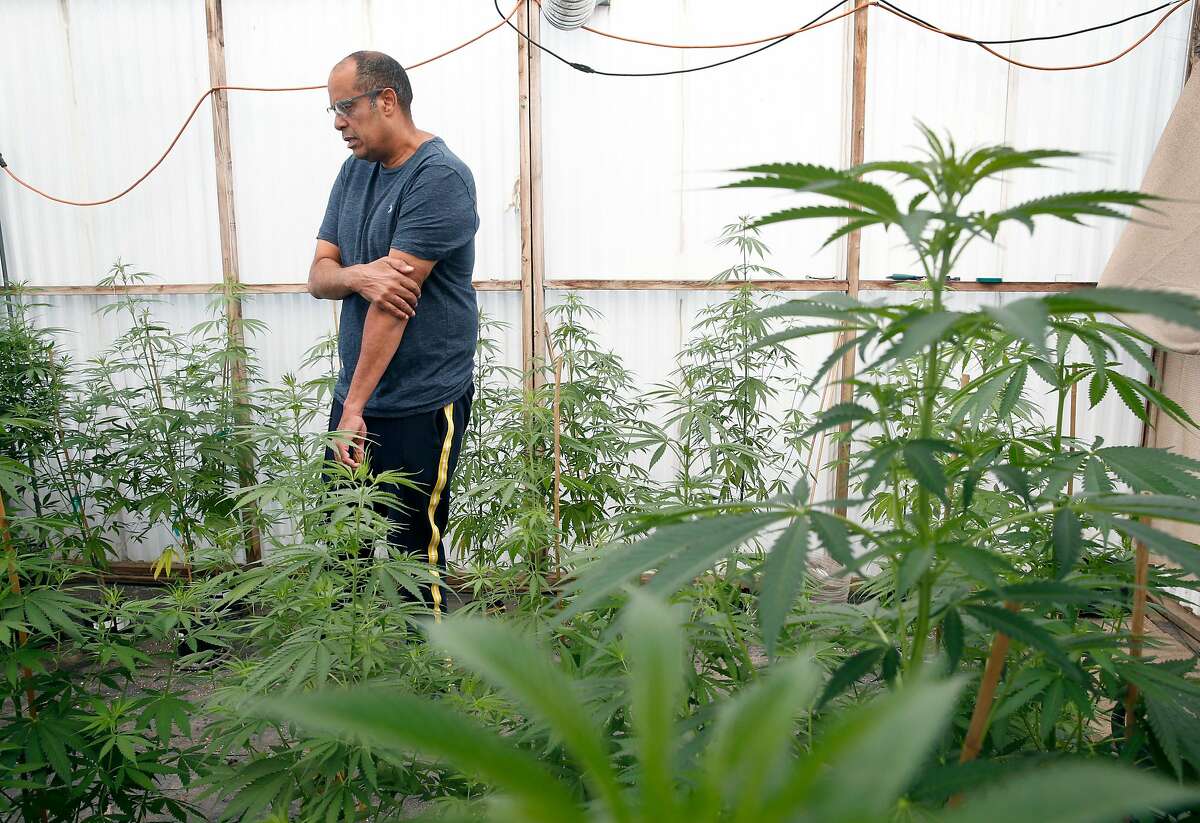 Alexis Bronson tends to his marijuana plants in the greenhouse at his home in Oakland, Calif. on Wednesday, Aug. 8, 2018. Bronson's plan to expand his cloned marijuana plant operation came to an abrupt end when his venture through Oakland's cannabis equity program never materialized and has now lost his cultivation permit issued by the state Bureau of Cannabis Control.