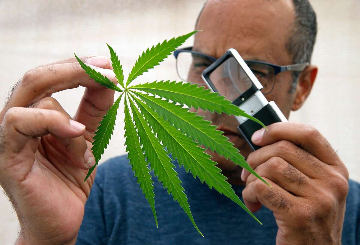 Alexis Bronson examines a cannabis leaf with a magnifying glass in the greenhouse at his home in Oakland, Calif. on Wednesday, Aug. 8, 2018. Bronson's plan to expand his cloned marijuana plant operation came to an abrupt end when his venture through Oakland's cannabis equity program never materialized and has now lost his cultivation permit issued by the state Bureau of Cannabis Control.