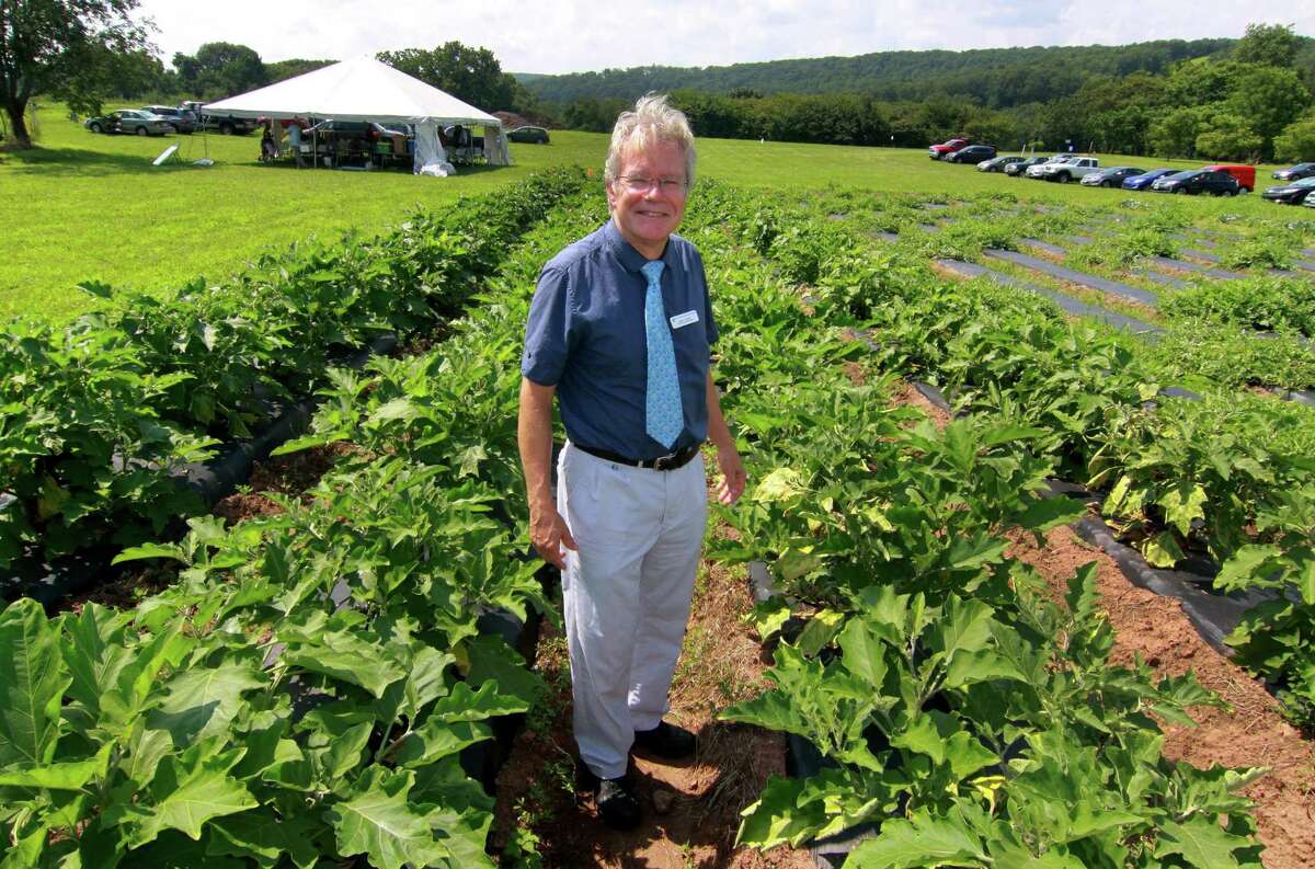 Dr. Wade Elmer poses among a crop of eggplants during the Connecticut Agricultural Experiment Station's 108th Plant Science Day at Lockwood Farm in Hamden on Wednesday.