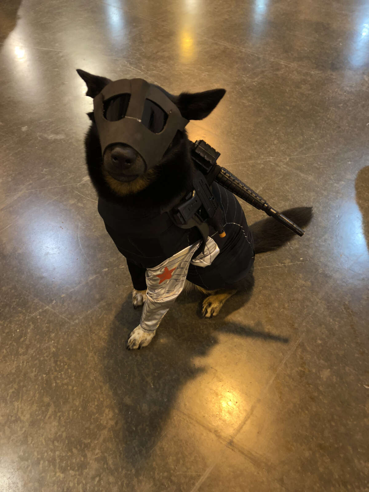 Merly the Cosplay Dog