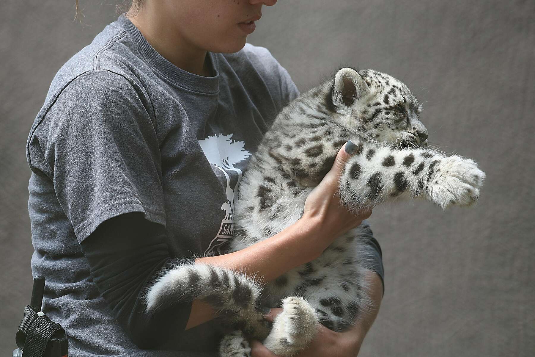 snow leopard cubs with mother