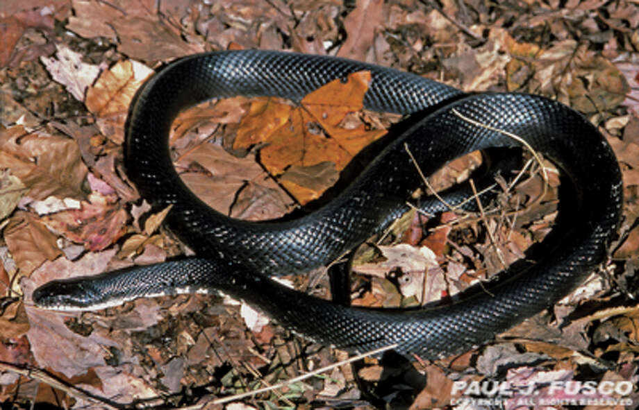 Connecticut's snakes - Connecticut Post