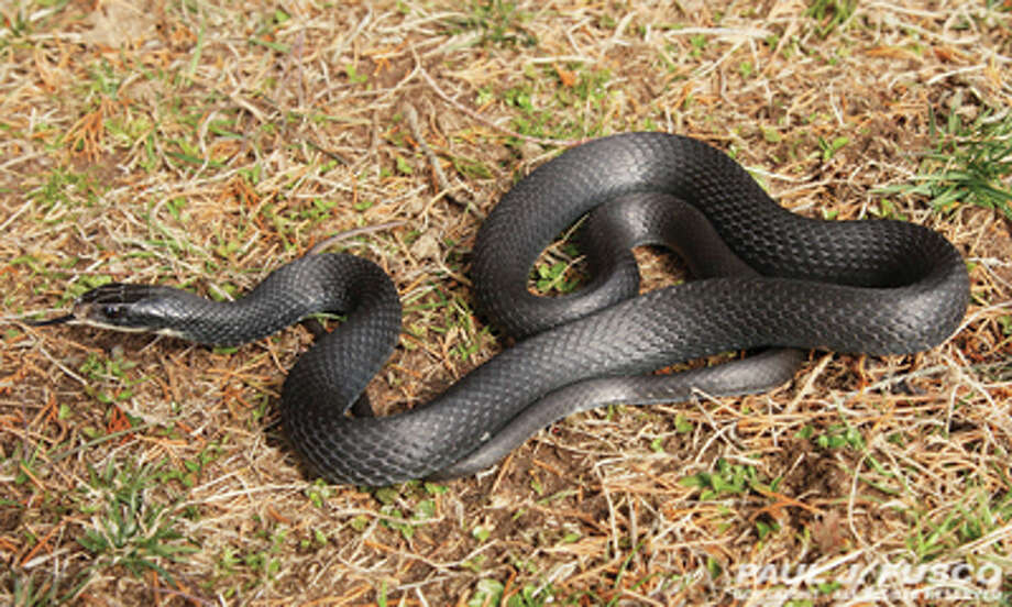 Connecticut's snakes - Connecticut Post