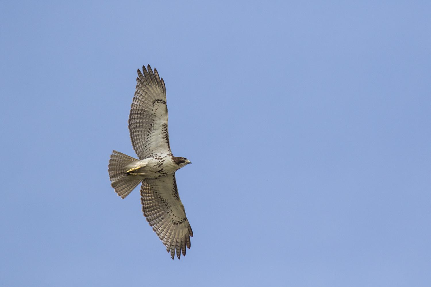 Hawk is at the top of the food chain Biology Diagrams