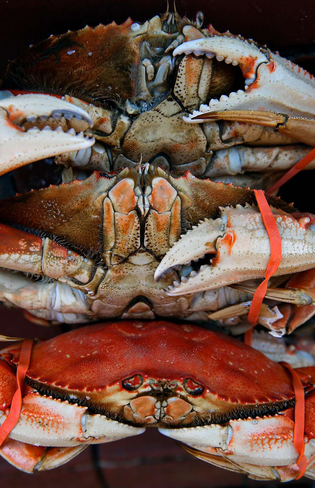 Dungeness crab season nears in California, but toxins pose a familiar