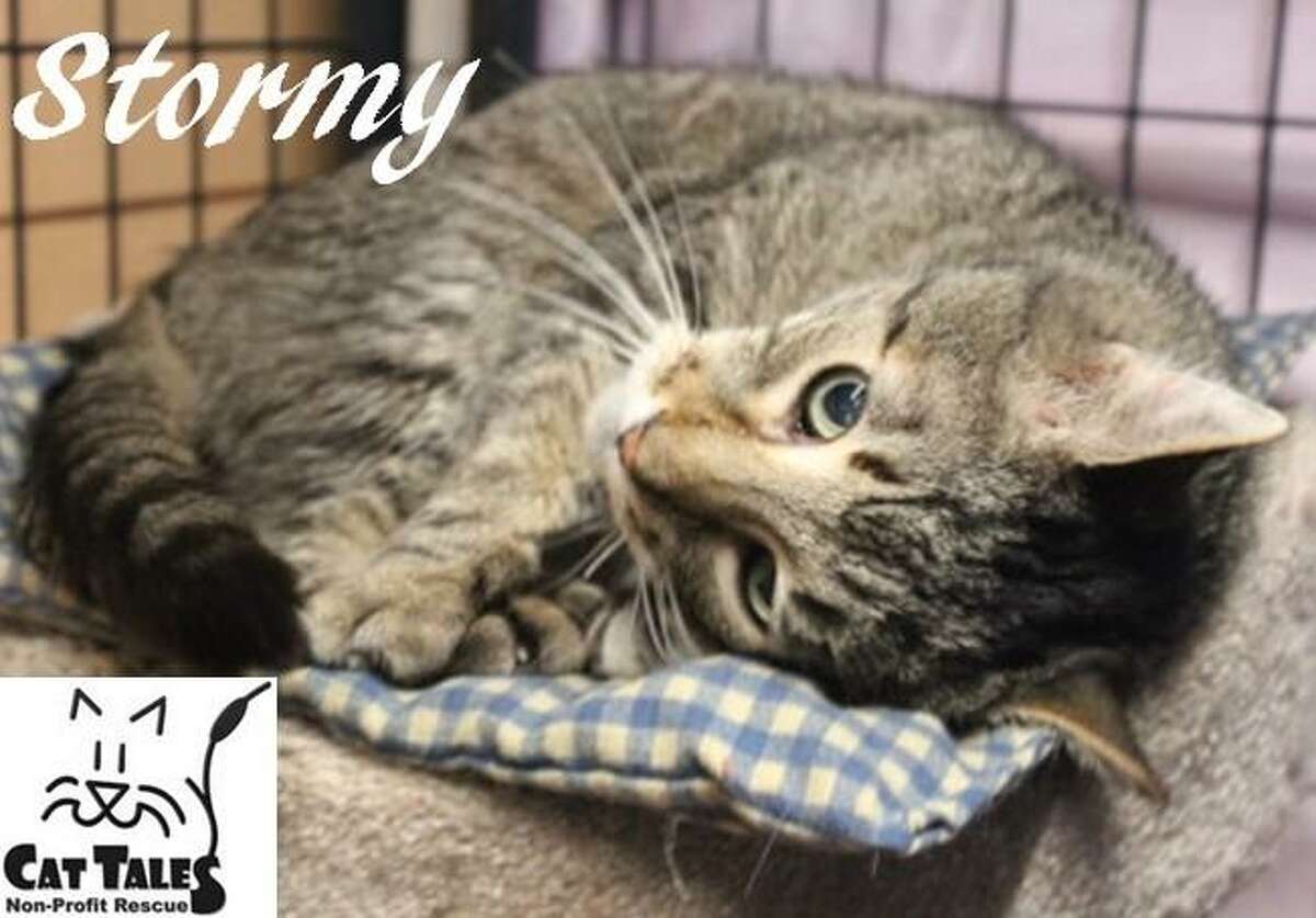 Stormy, a 12-year-old male brown tabby, is looking for a new home. He says, I came to Cat Tales because my owner abandoned me. I am such a sweet boy who would love a quiet home. I am affectionate and love attention. I need a quiet home with a very patient person who is willing to give me as much time as I need to adjust. Once I am comfortable and know you, I'd love to curl up with you on the couch. Please adopt me. Visit http://www.CatTalesCT.org/cats/Stormy, call 860-344-9043 or email info@CatTalesCT.org. Watch our TV commercial: https://youtu.be/Y1MECIS4mIc