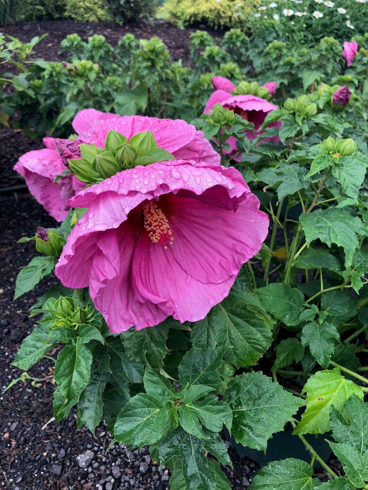 Cosmo's Landscaping & Nursery offers 'professional' service