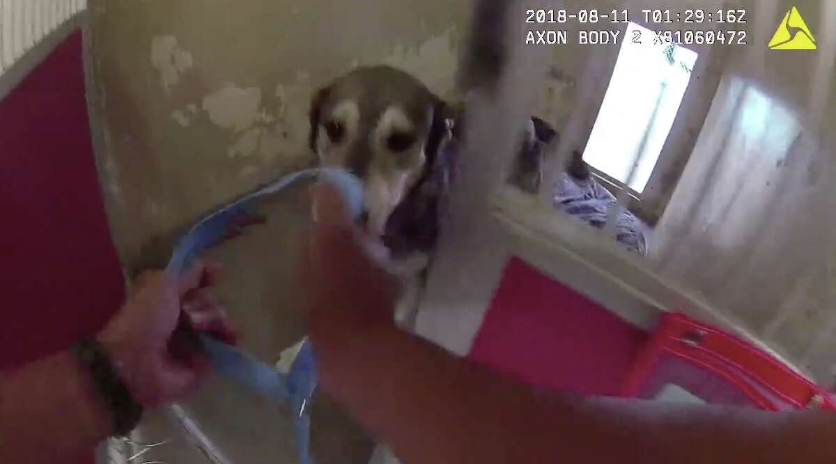 Body cam footage: Officers race to rescue dozens of animals from SPCA near path of fire Body cam footage: Officers race to rescue dozens of animals from SPCA near path of fire