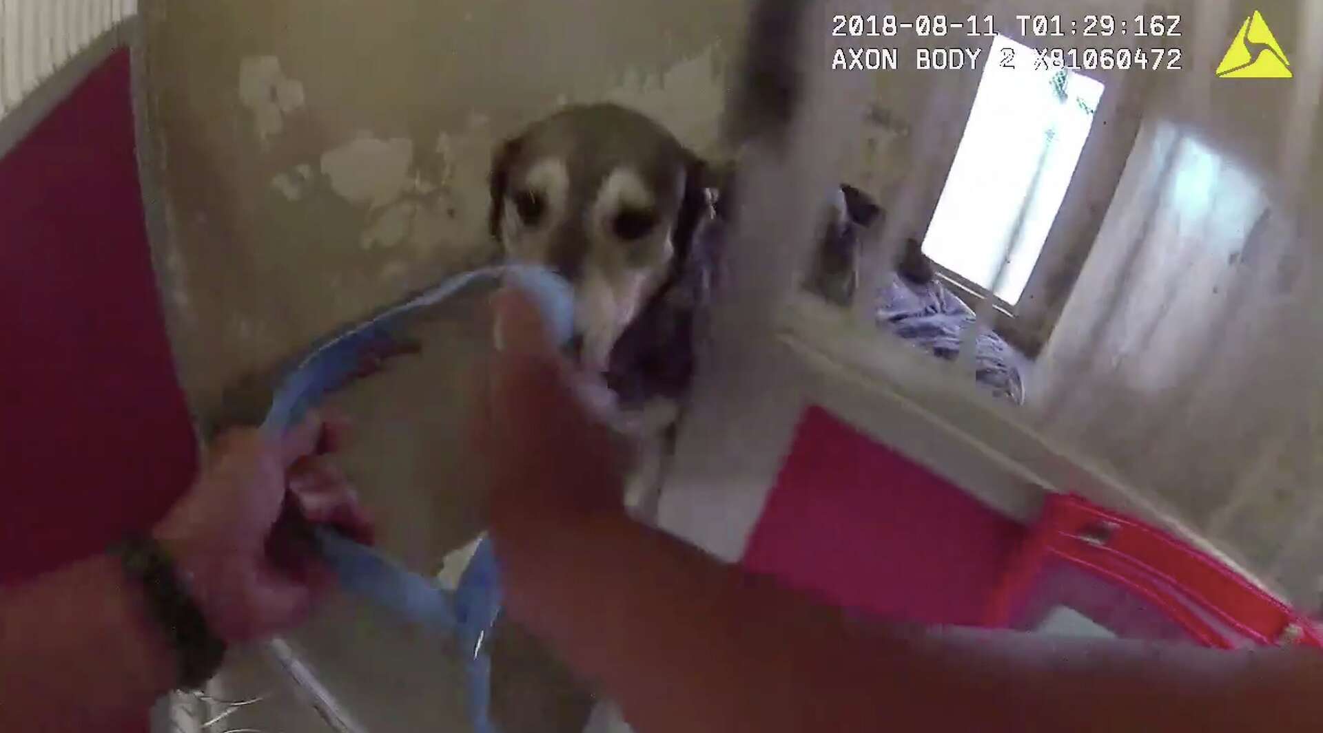 Body cam footage: Officers race to rescue dozens of animals from SPCA near  path of fire