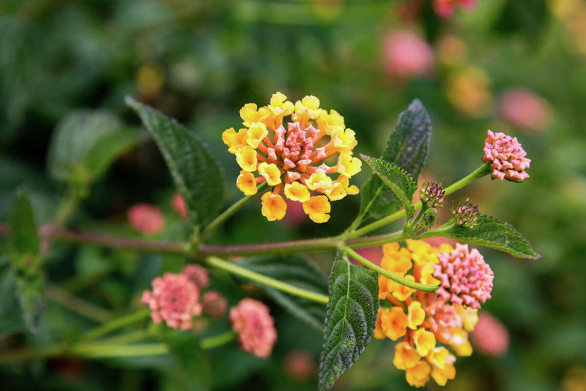 Lantana How it got here: This South American plant first became popular in Europe in the 1700s and eventually made its way to the United States. It is still sold in nurseries today. Why it's bad: It forms dense thickets, can ruin citrus groves and can cause liver failure and death in livestock or wild animals. Children have also been poisoned eating the fruit of the plant. What you can do: Don't purchase or plant lantana. Plant native plants instead.