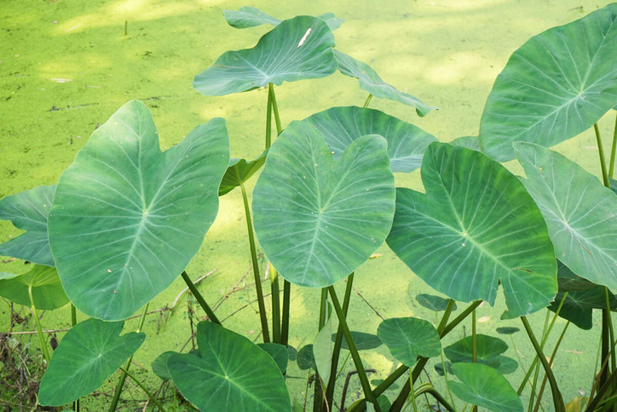 Elephant ears (taro)How it got here: Introduced in 1910 as a substitute crop for potatoes, later became an ornamental product and is still sold as such. Why it's bad: This plant invades wetlands and eliminates native plant species along lakes and rivers. What you can do: Purchase and plant native plants at home. When removing, be sure to remove the entire plant, or it will come back. 