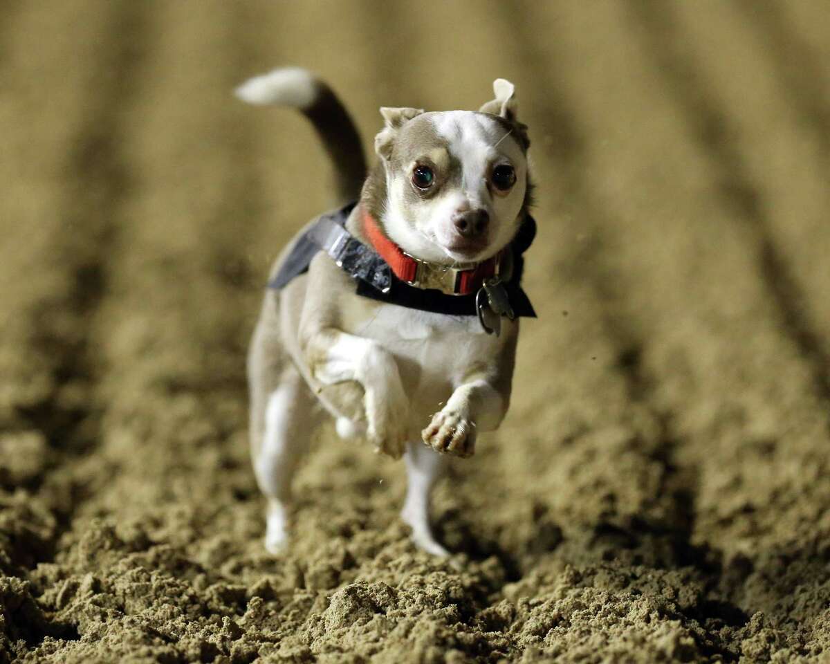 Dog days mean Chihuahua races and other tail-wagging fun around San Antonio