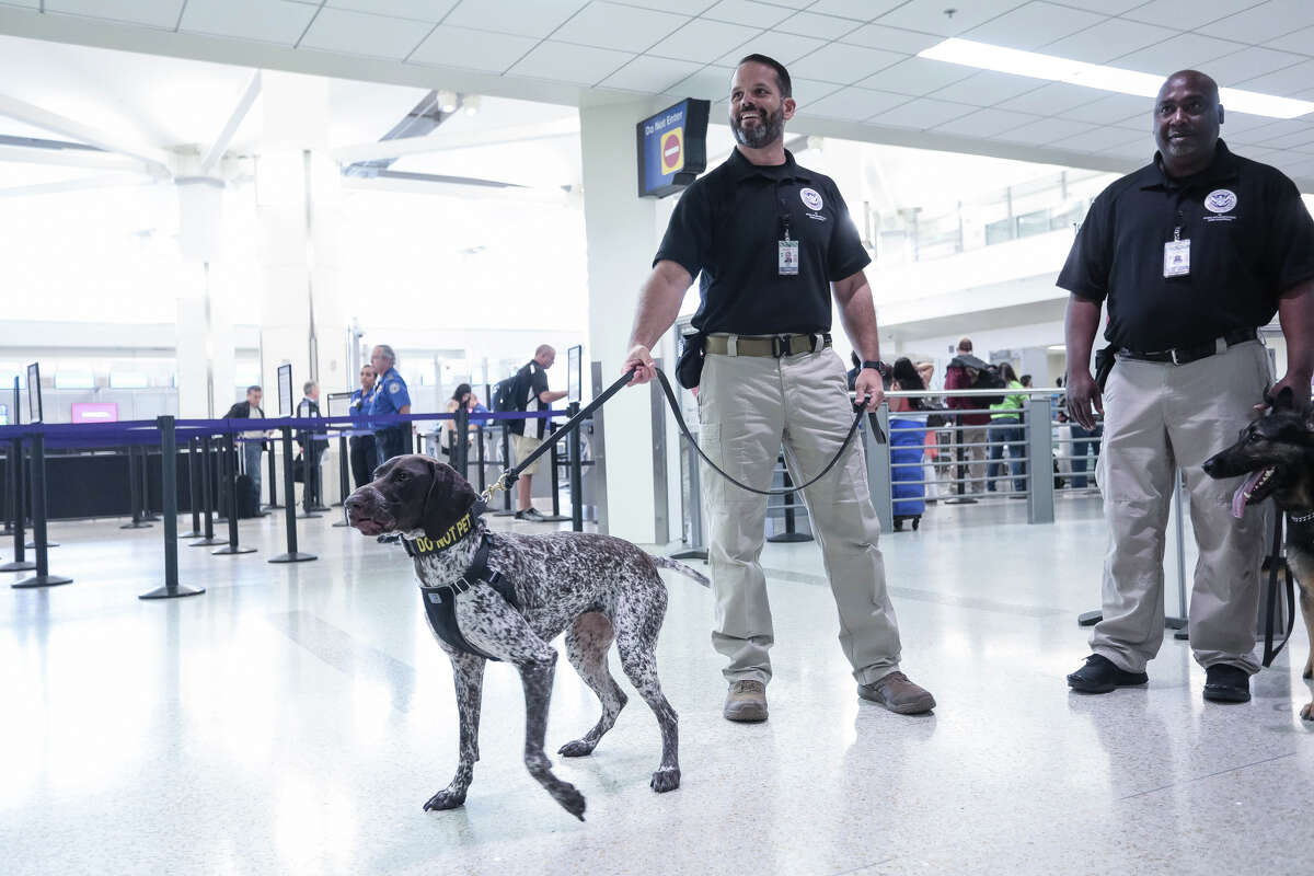 Bombsniffing dogs helping reduce airport security waits