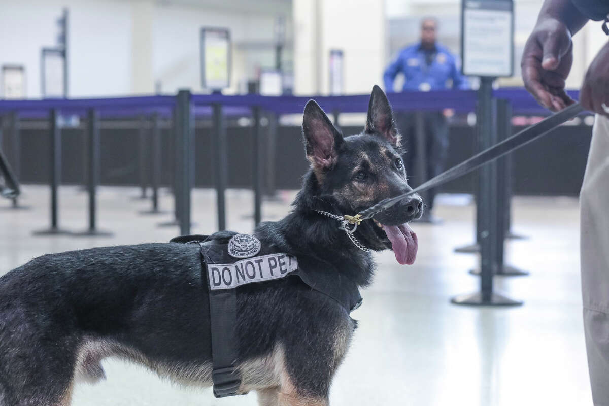 Canine teams at Oakland International Airport