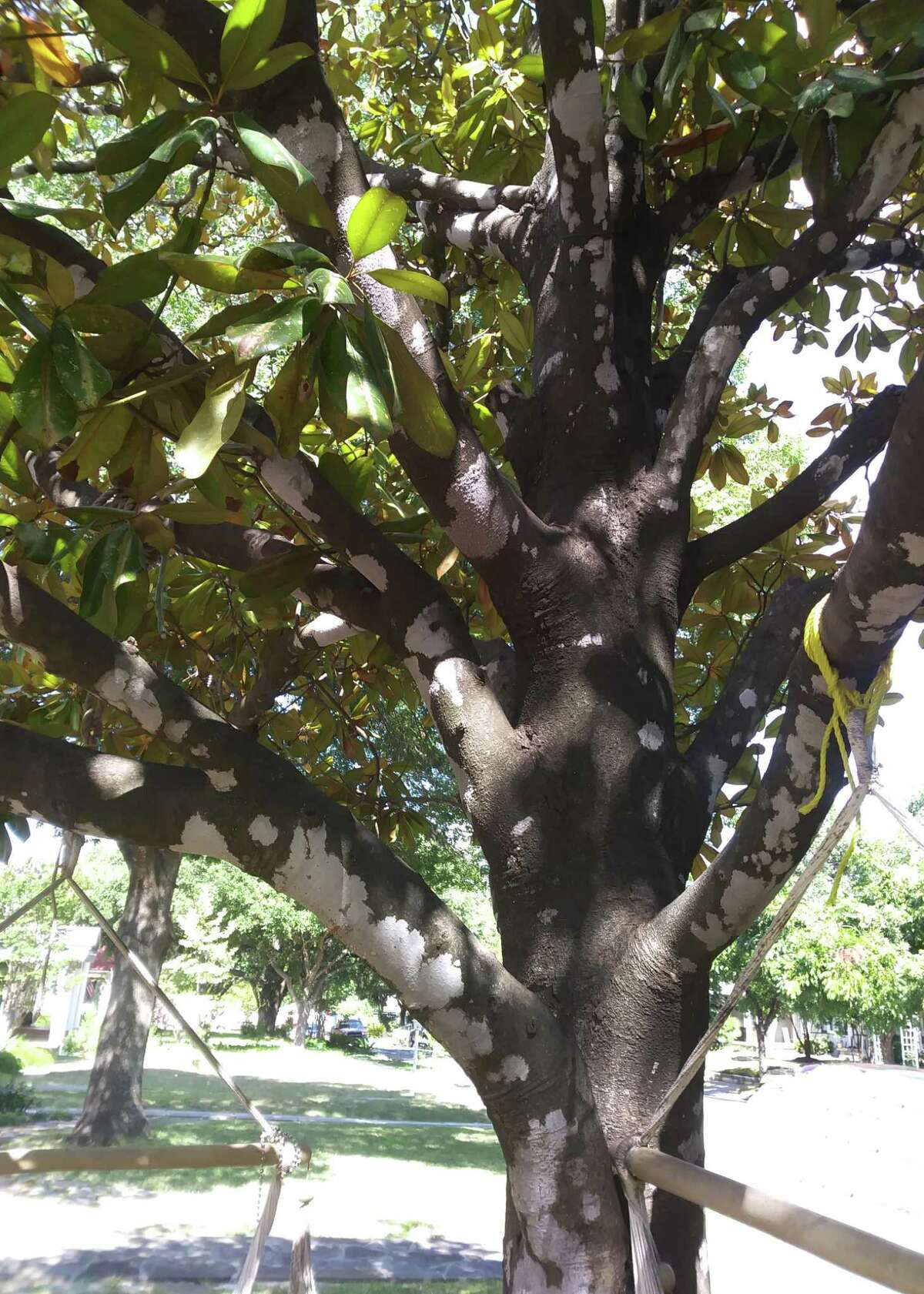 Are white spots harming a magnolia tree?