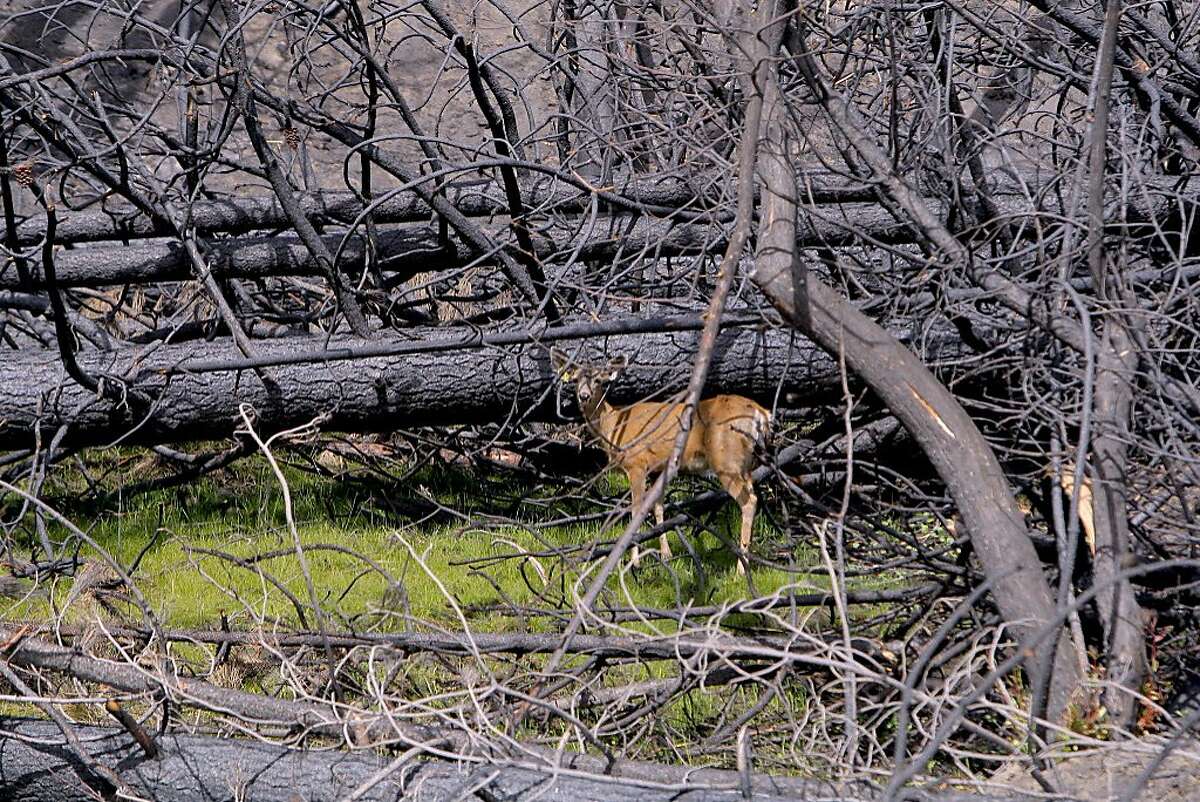In fire zone of Rim Fire, deer finds a sliver of food amid downed trees and burned landscape
