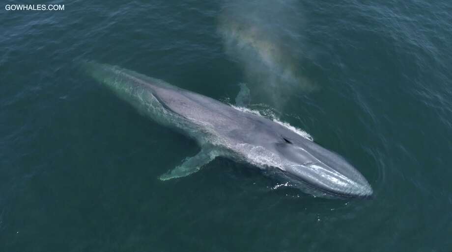 Blue whale sightings spike off California coast - SFGate