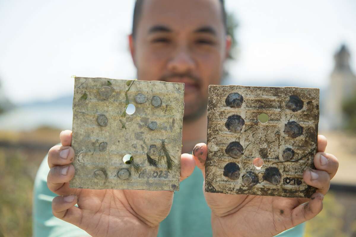 Brian Cheng, Assistant Professor at the University of Massachusetts Amherst, holds two growth plates of native Olympia oysters on Aramburu Island, Tuesday, Aug. 14, 2018, in Tiburon, CA. Atlantic oyster drills killed the oysters on the left.