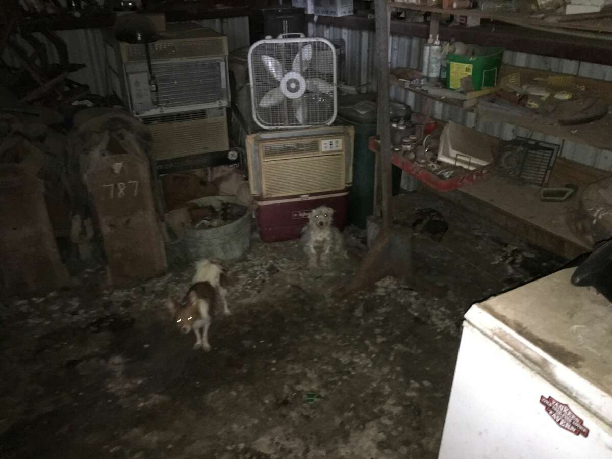 The Houston Humane Society worked with the Grimes County Sheriff's Office to seize nearly 300 dogs, mini horses and Shetland ponies from a home in Anderson, where authorities found signs of severe neglect.