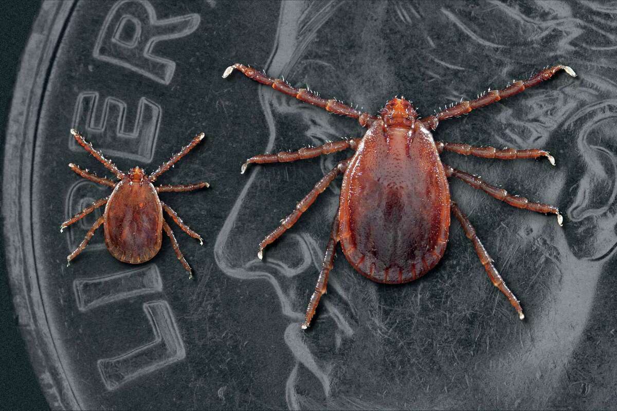 Two Haemaphysalis longicornis ticks, commonly known as the longhorned tick. The smaller of the two ticks is a nymph. The larger tick is an adult female. Males are rare. This tick can reproduce asexually. Note that the ticks had been placed atop a United States dime, in order to provide you with some sense of scale, as to the size of these small creatures. Photo credit: James Gathany/Centers for Disease Control and Prevention (CDC).