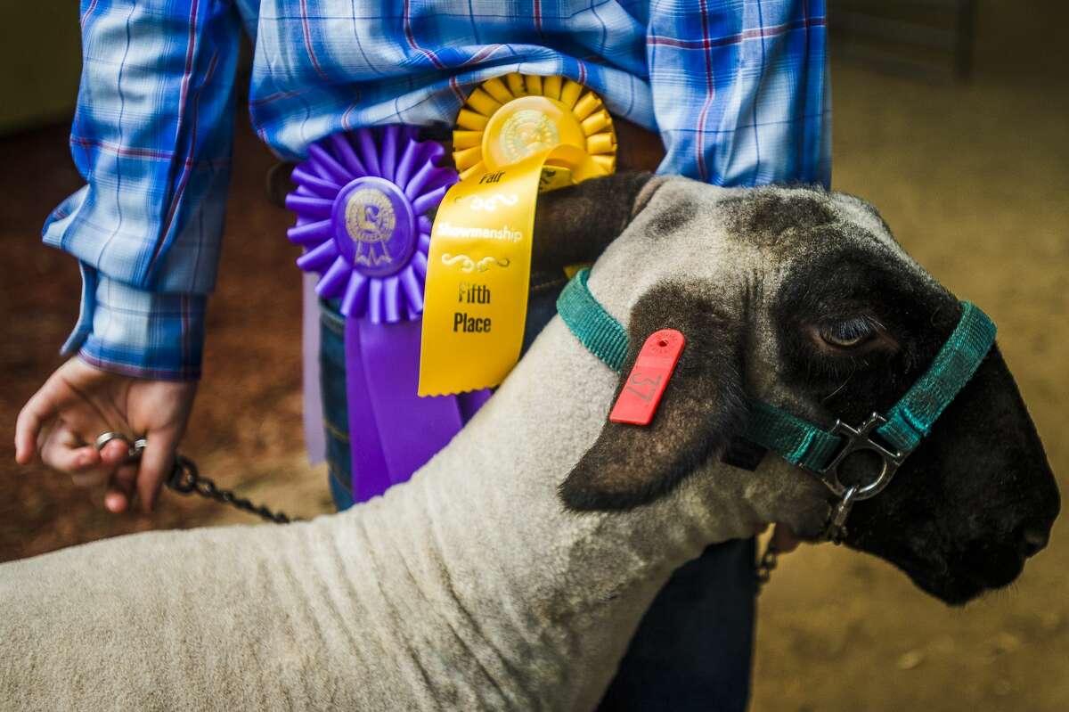 Large animal auction during Midland County Fair Aug. 16, 2018