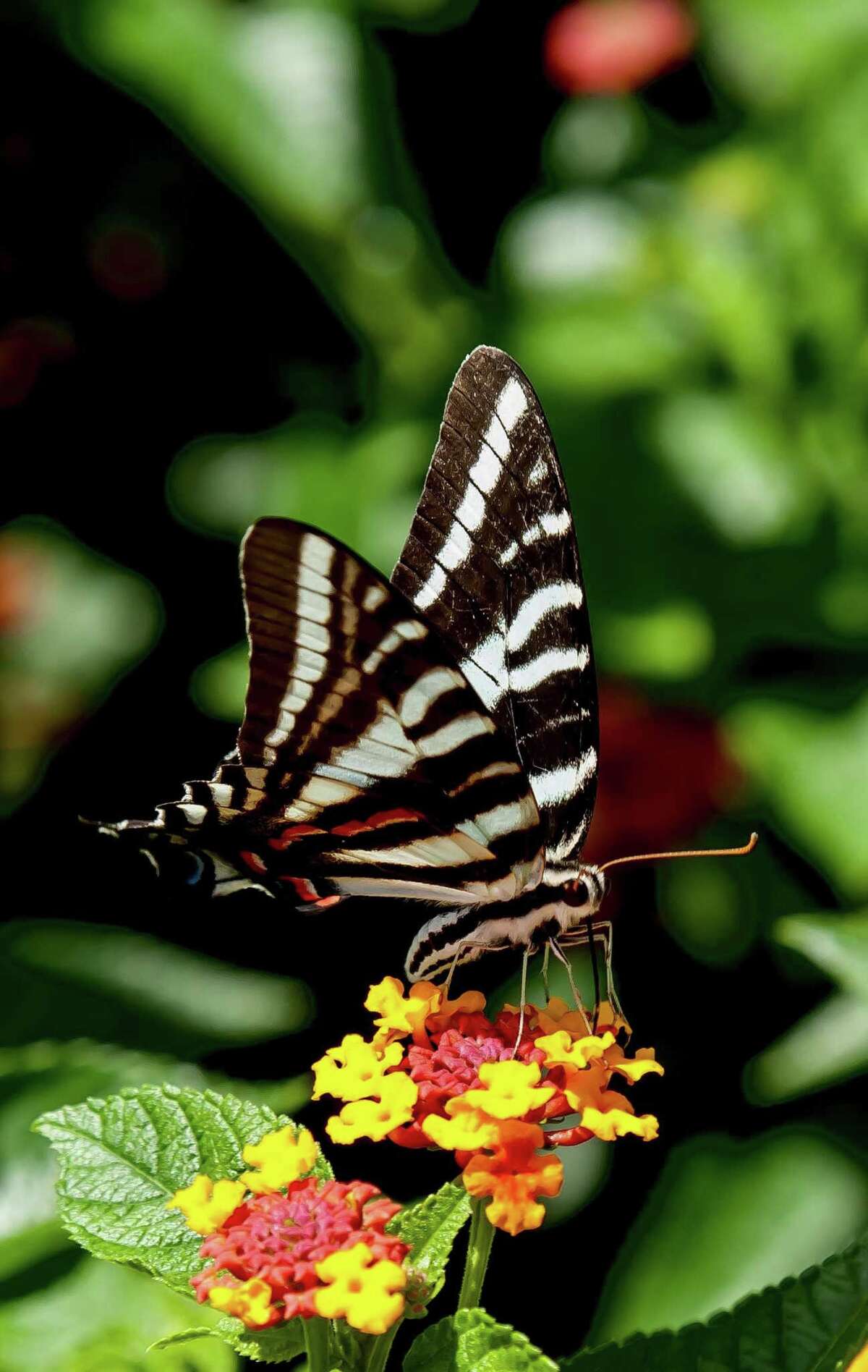 Add paw paw trees to landscape to help attract butterflies