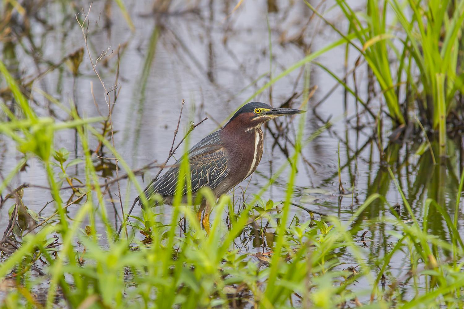 Differentiating green herons from least bitterns