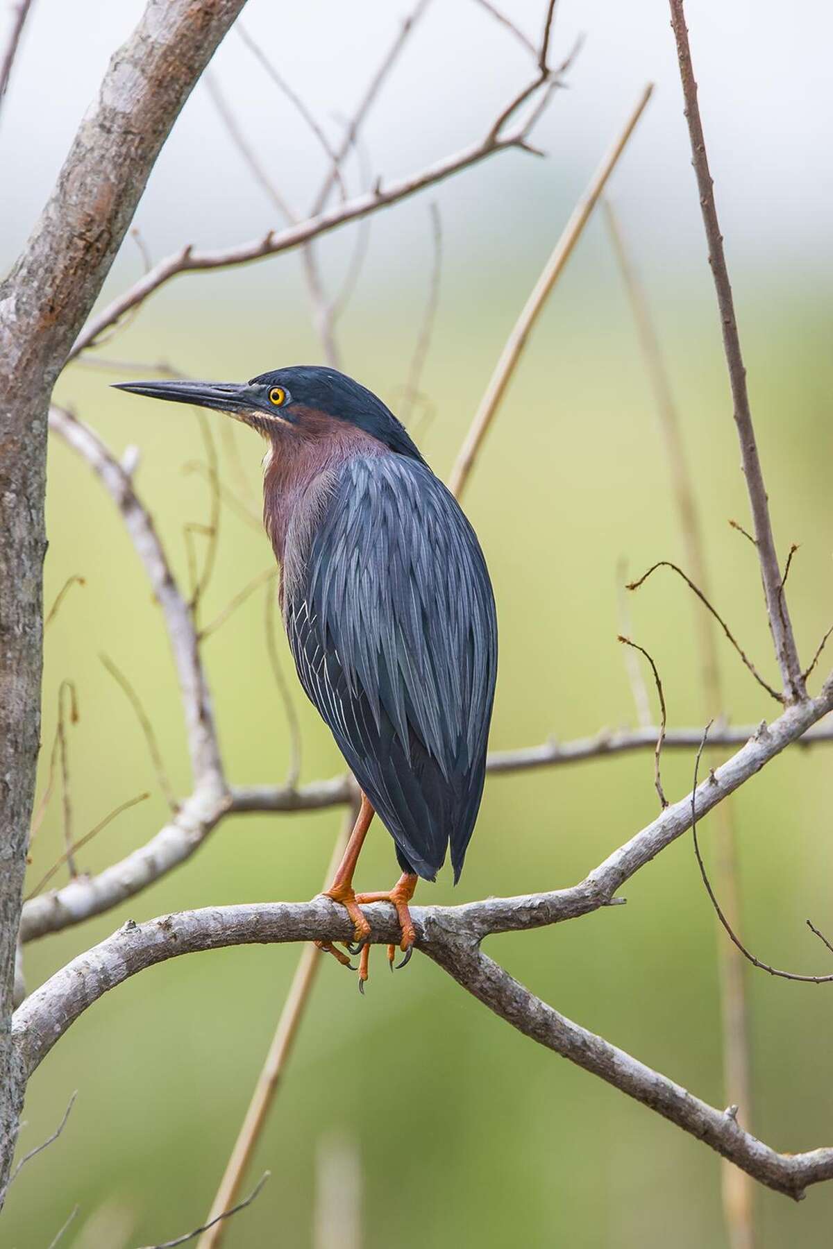 Differentiating green herons from least bitterns