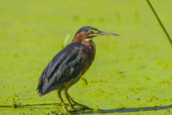 bittern bird