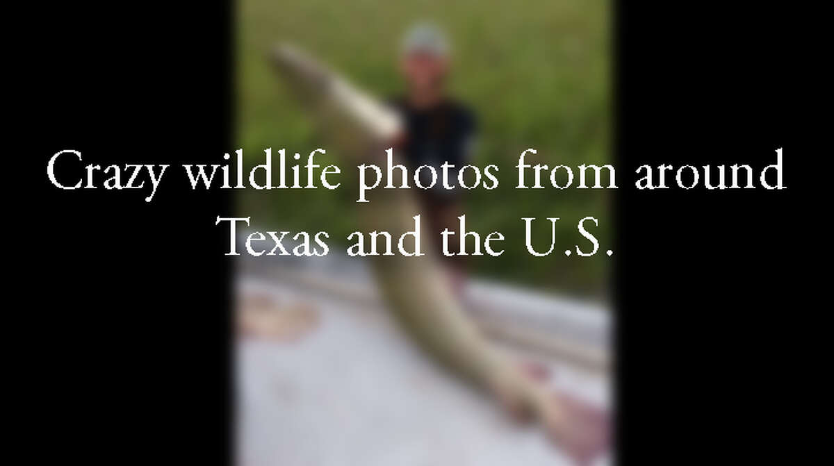 Swipe through to see some fun wildlife photos from around Texas and the U.S.