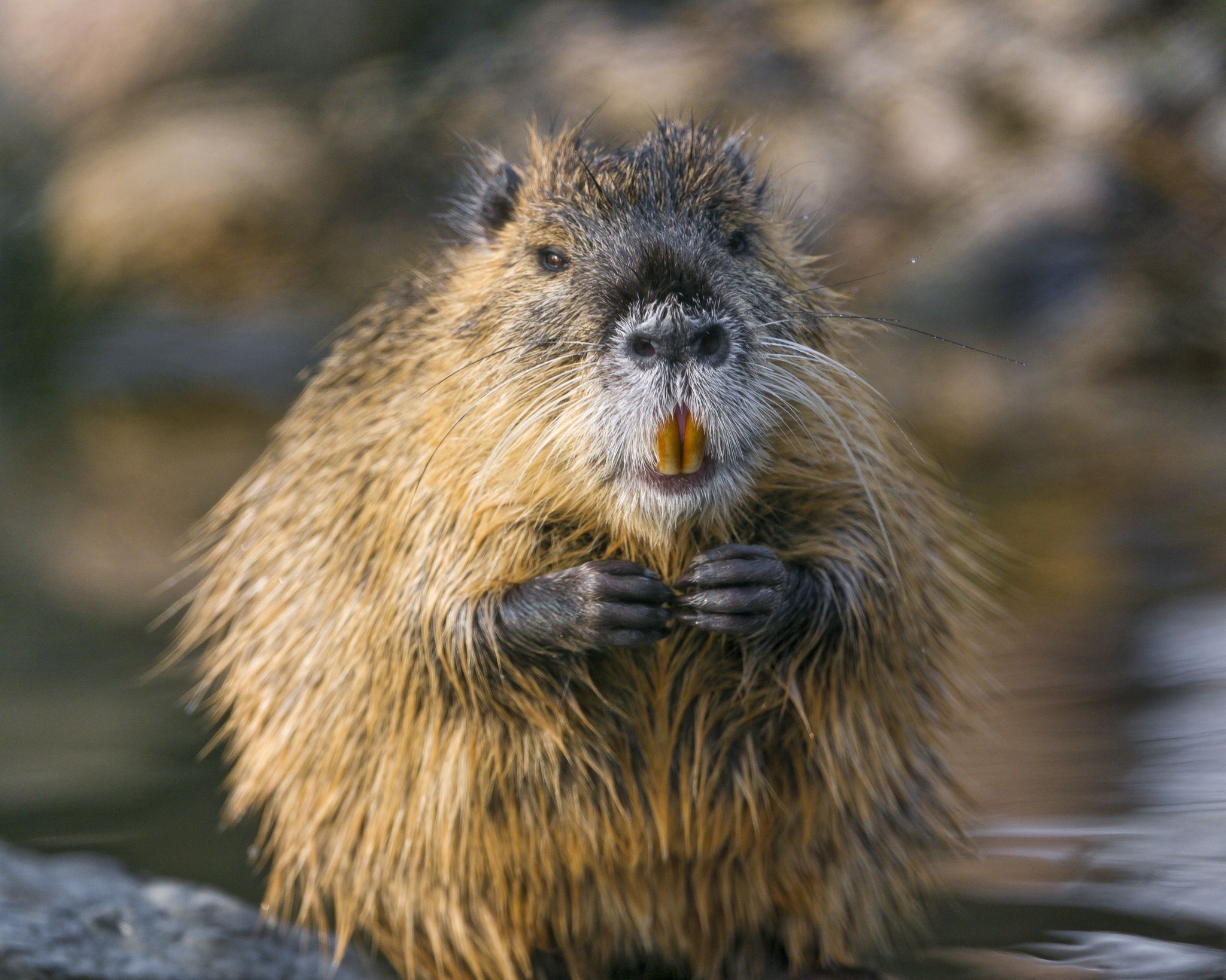 stuffed nutria