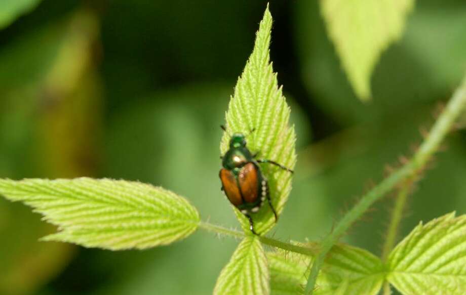 Nature S Solution To Garden Pests Times Union Beneficial Nematodes Are A Natural Way To Nip Anese Beetles In The Bud Before They Become