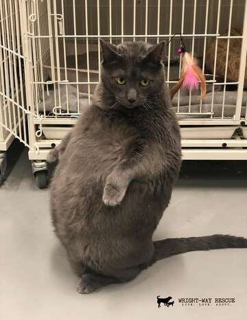 Very Fat Cat Who Likes To Stand On Back Feet Like A Person